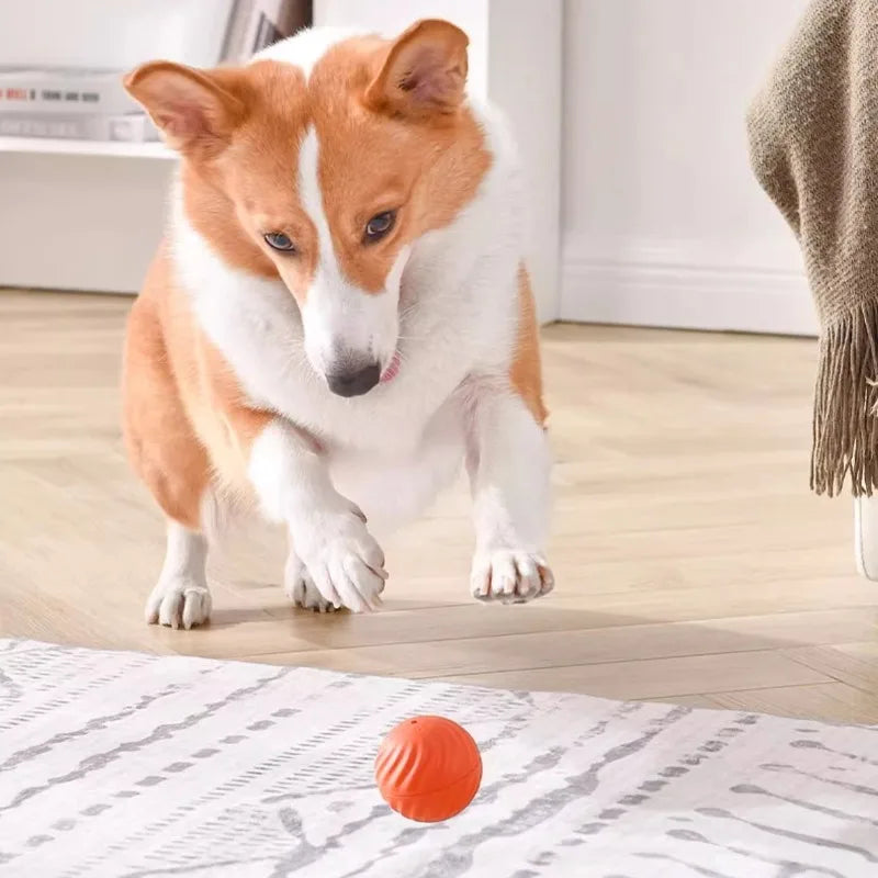 Pet Toys